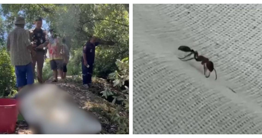 泰國沙沒巴干府一處種植園發生疑似過敏致死意外，死者倒臥地面，身旁無明顯外傷，僅見多處螞蟻叮咬痕跡。（圖／翻攝自FB，หมอข่าว ออนไลน์）