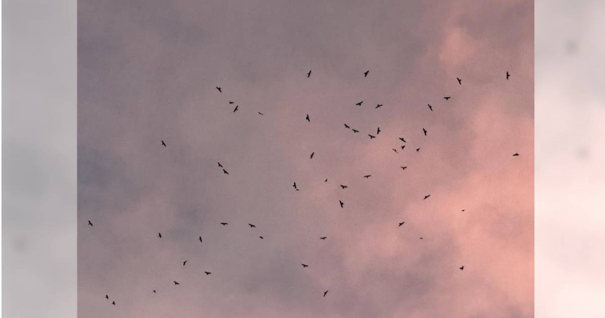 墾管處18日下午在屏東滿州國中舉辦賞鷹博覽會，群鷹在天空翱翔。（圖／墾管處提供）