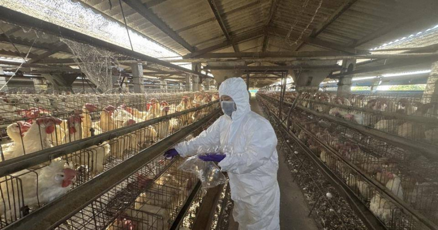 彰化縣蛋雞場芬普尼全面採樣監測啟動，第一梯次15場高風險場檢驗結果均為未檢出。（圖／彰化縣政府提供）