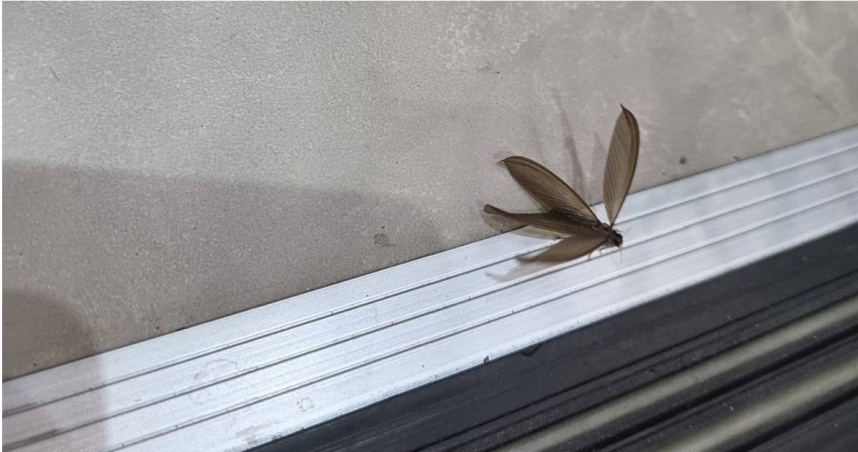 每逢梅雨季節時，門窗外常會出現飛來飛去的「大水蟻軍團」。（圖／翻攝自Facebook／白蟻(大水蟻)交流社團）
