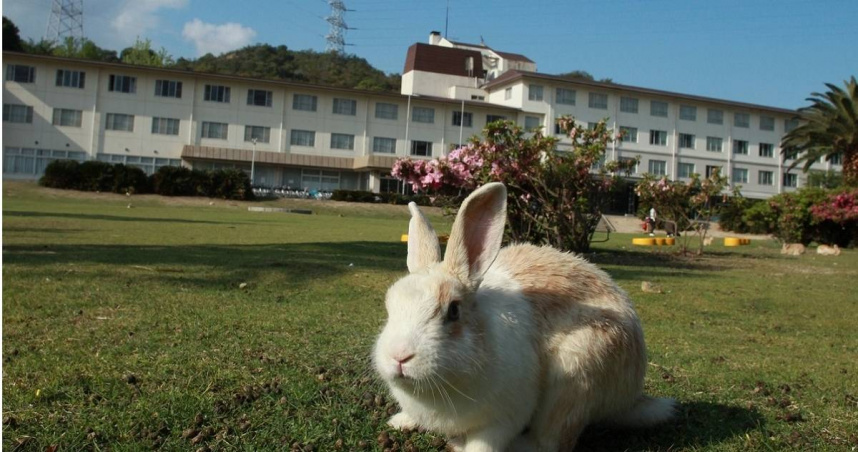 日本「兔島」2個月以來有77隻野兔離奇死亡。（圖／翻攝自廣島官方指南）