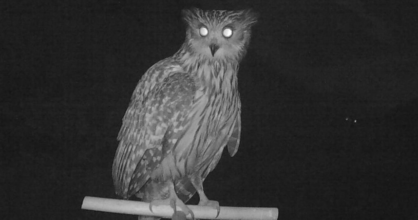 雪霸國家公園的研究團隊首次在七家灣溪設置猛禽棲架並搭配自動相機，成功拍攝到台灣最大貓頭鷹－黃魚鴞的身影。（圖／雪霸管理處提供）