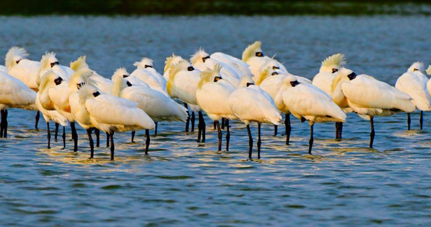 台南市安南區近日被發現有正在換羽的黑面琵鷺群聚覓食，準備北返。（圖／台南野鳥學會提供）