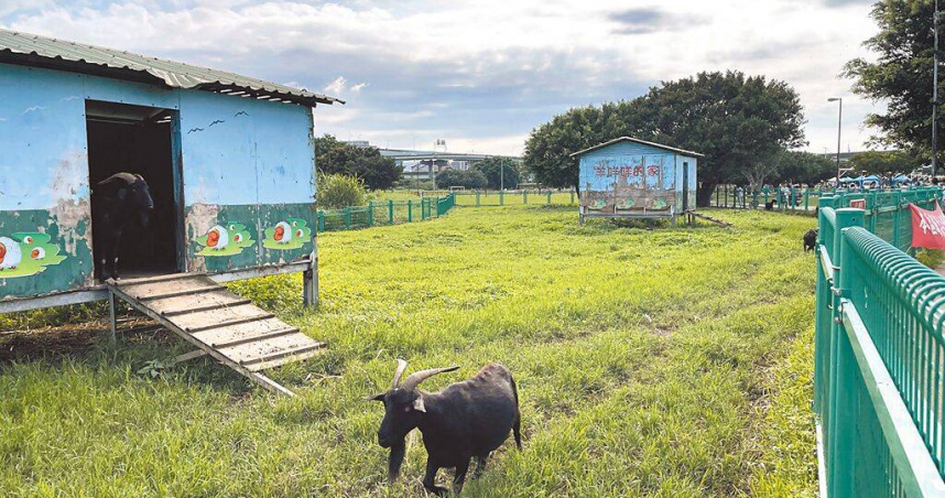 新北市大都會公園內「親水羊咩咩的家」提供牧草讓民眾免費餵食。（圖／新北市高灘處提供／中國時報張鎧乙新北傳真）