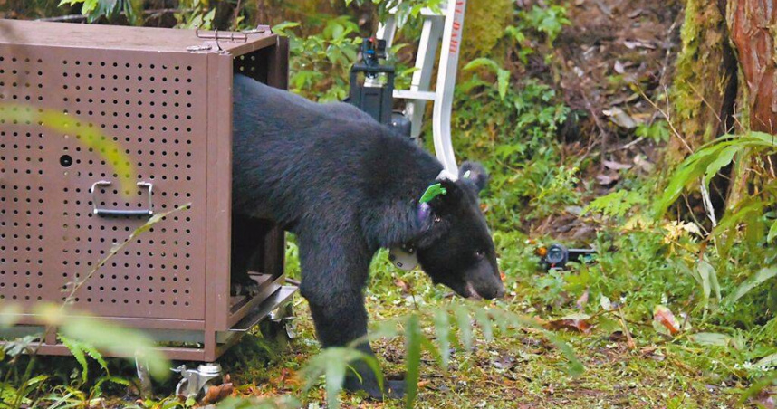 台灣黑熊「力鹿克」（Lizuk）2年前受困套索陷阱，經救護後套上頸圈野放重返山林，2年來累積軌跡資料有助了解台灣黑熊空間利用與生活習性。（圖／林業及自然保育署提供／中國時報王志偉花蓮傳真）