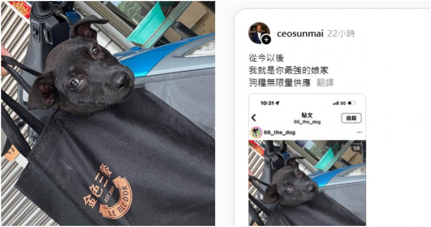 。（圖／翻攝IG／Threads／66_the_dog、ceosunmai）