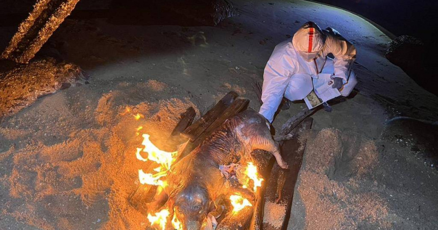 金門金寧慈堤岸際14日發現1隻海漂死亡豬隻，經防疫所採樣後送農業部獸醫研究所檢驗，於17日檢出非洲豬瘟病毒核酸陽性。(圖／金門縣政府提供)