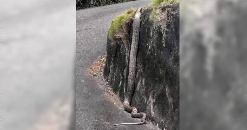 民眾李先生在Threads貼出路過五股，驚見超過2公尺大蛇出沒，引發網友紛紛留言。（圖／民眾李先生提供）