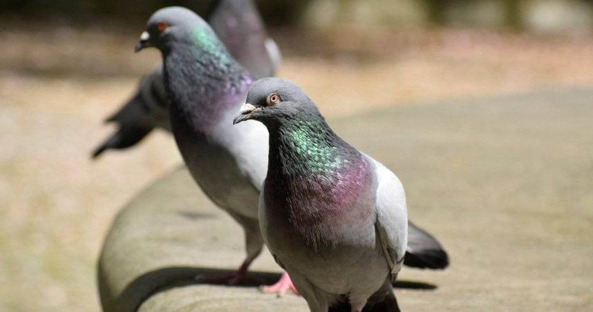 鴿子。（示意圖／Pixabay）