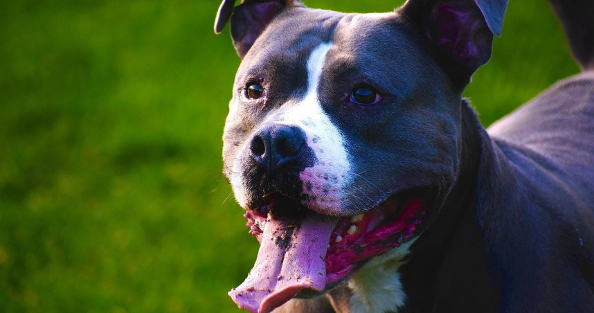比特犬屬力氣大、攻擊性強的犬種，若缺乏管教易對人造成嚴重傷害。（示意圖／Pixabay）