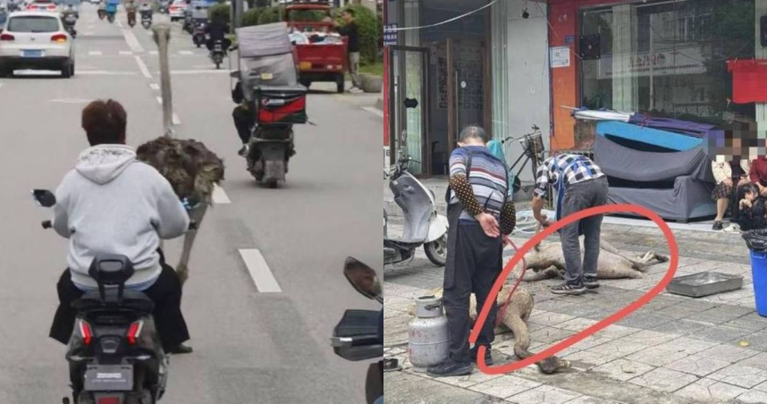 2隻鴕鳥在馬路中央狂奔，甚至超越部分汽車。（圖／翻攝自封面新聞）