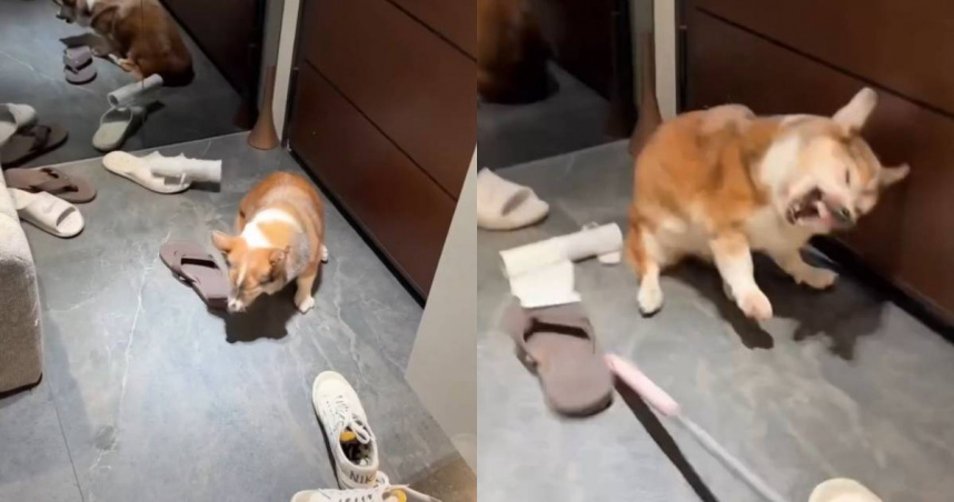 手搖飲加盟主涉虐打15歲柯基犬！北市動保處安置送醫　「模範飼主」頭銜被撤