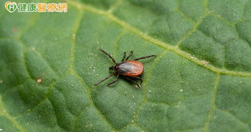 日本SFTS創新高  疾管署揭台情況