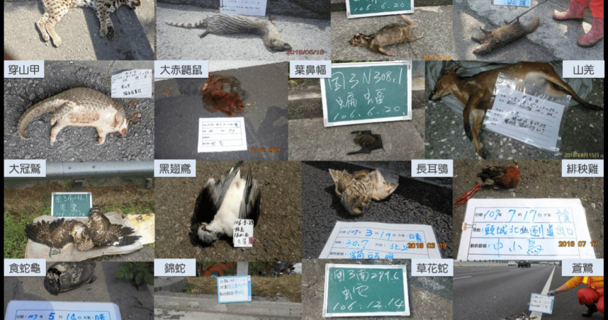 根據高公局統計，全台自2009年至2022年底已累計超過9萬筆路殺紀錄。（圖／高公局）