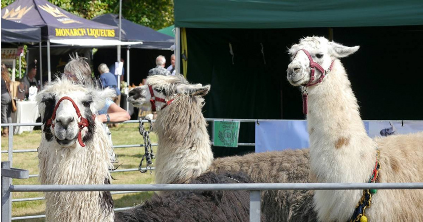 英國一名竊賊闖進牧場，遭8隻羊駝包圍。圖僅示意，非當事羊駝。（示意圖／unsplash）
