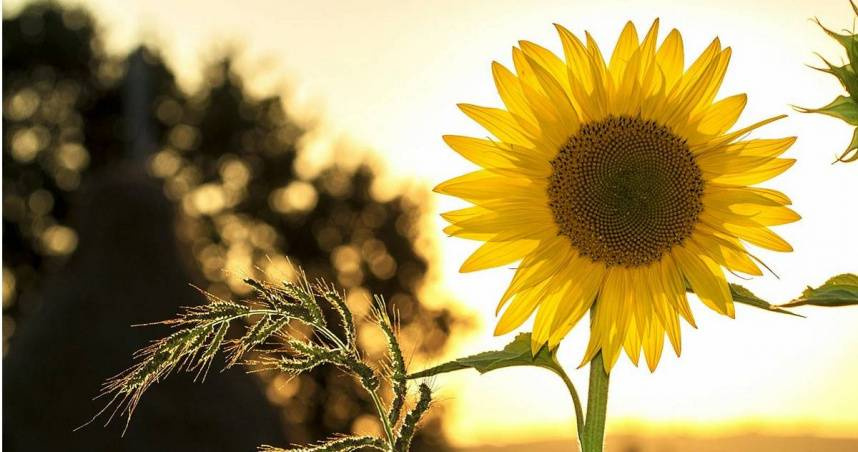 5月5日是24節氣中的立夏。（示意圖／翻攝Pexels）