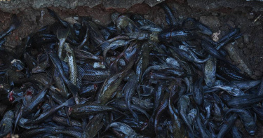印尼雅加達展開大規模行動清除清道夫魚，已在一週內捕撈超過7噸。（圖／達志／美聯社,，下同）