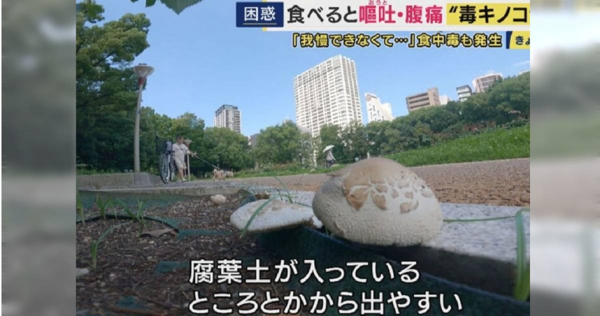 大阪市內公園出現大量毒菇。（圖／翻攝自YouTube／關西電視台）