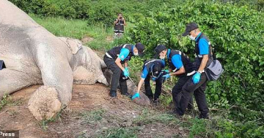大象吃芒果觸電當場身亡! 果園主人辯稱:可能有其他原因