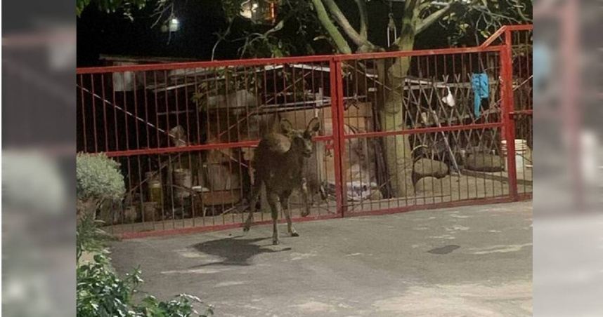 彰化八卦山水鹿誤闖民宅，居民目擊鹿群狂奔搶路。（圖／翻攝畫面）