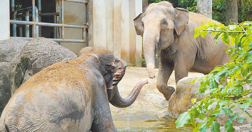夏季炎熱，台北市立動物園熱帶雨林區的亞洲象「友信」和「友愷」到水池中玩水，甚至會全身側躺潛入水中，連潛水專用的「呼吸管」象鼻也一起泡在水中。（圖／台北市立動物園提供／中國時張珈瑄台北傳真）