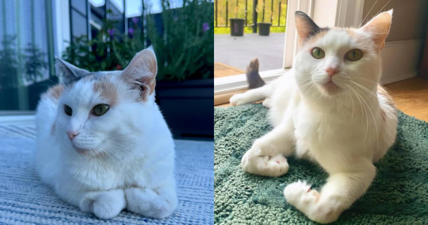 茱妮經常「折手手」讓飼主艾蜜莉覺得非常可愛，不過這其實是一種先天性疾病。（圖／翻攝自IG／juniebskis）　