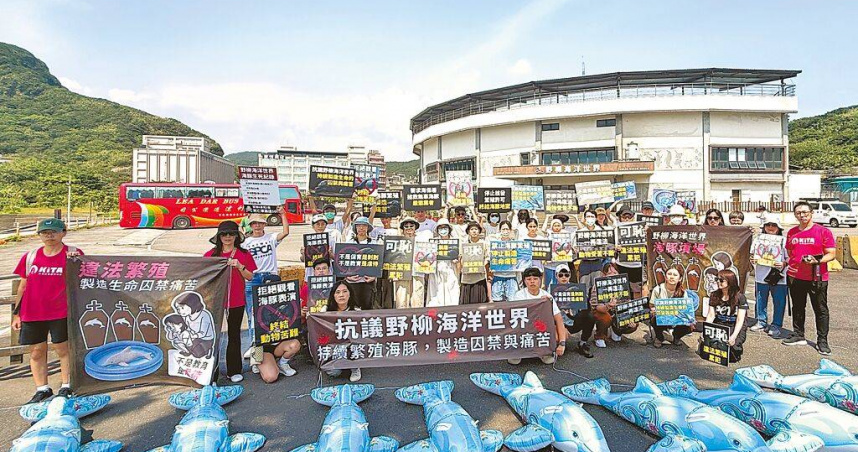 動保組織17日前往野柳海洋世界抗議，指控園方疑似未經許可繁殖小海豚。（圖／翻攝畫面）