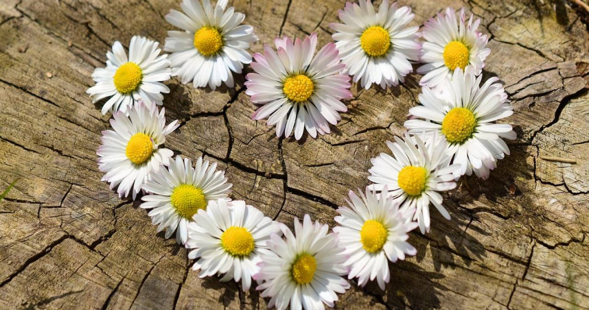 命理專家塔羅牌老師艾菲爾點出3個星座桃花旺，另外有3個星座則是小心爛桃花。（示意圖／Pixabay）