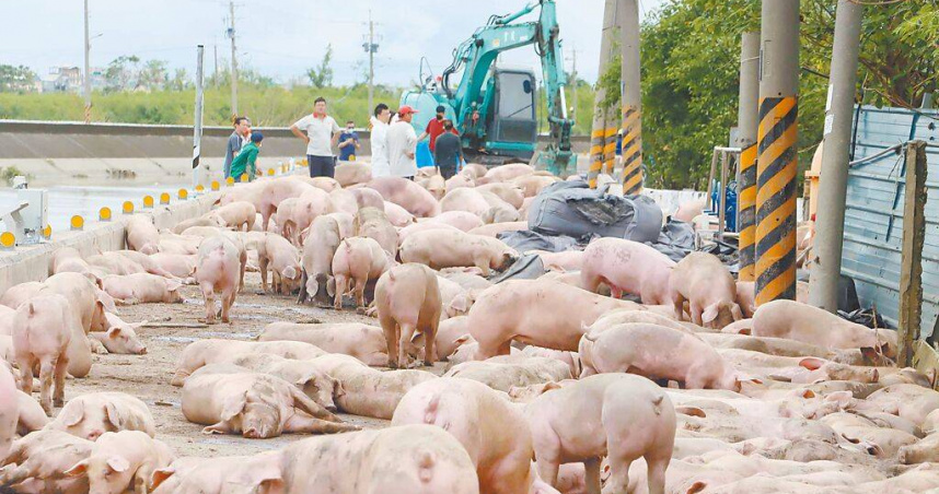 丹娜絲颱風及後續豪雨重創中南部，不僅農作物災情慘重，不少豬隻淹死，使全台豬隻供應吃緊的情形更雪上加霜。（圖／中國時報呂妍庭攝）