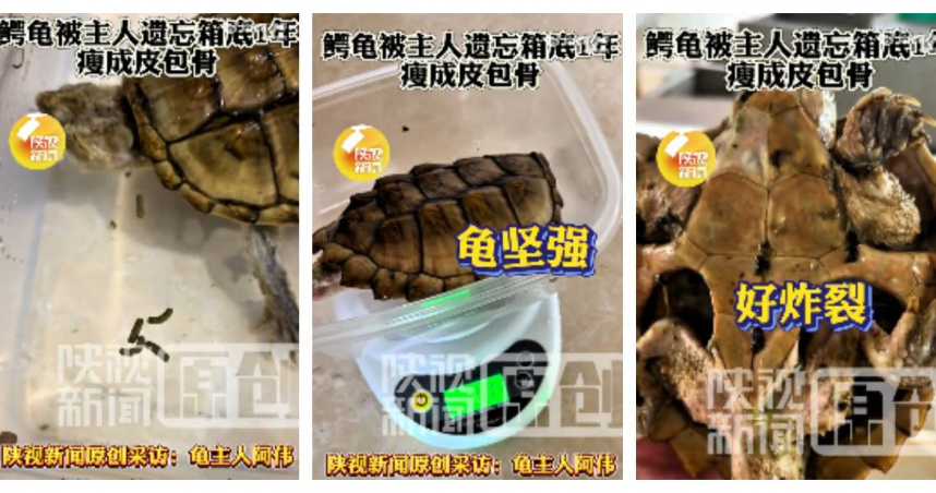 廣東一隻鱷龜被遺忘在箱底一年，雖餓成皮包骨卻仍倖存。（圖／翻攝自微博， 陝視新聞 ）
