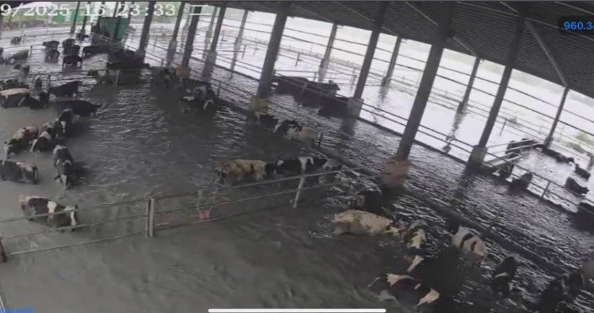 花蓮堰塞湖潰決暴洪，急襲牧場120牛隻慘遭滅頂。（圖 ／翻攝畫面）