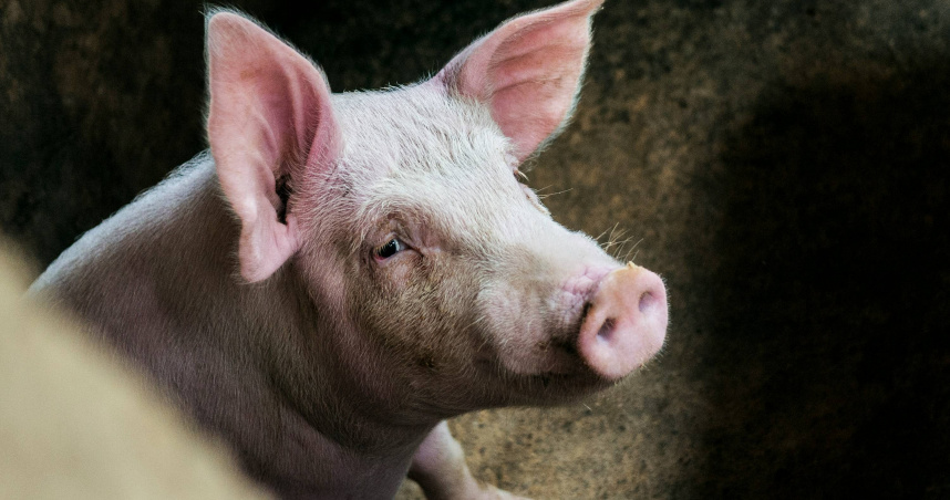 非洲豬瘟並不會感染人類。（示意圖／翻攝自unsplash）