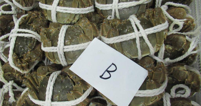 一批中國大陸進口的中華絨螯蟹，被檢出動物用藥違規，近4000公斤產品須全數在邊境退運或銷毀。（圖／食藥署提供）