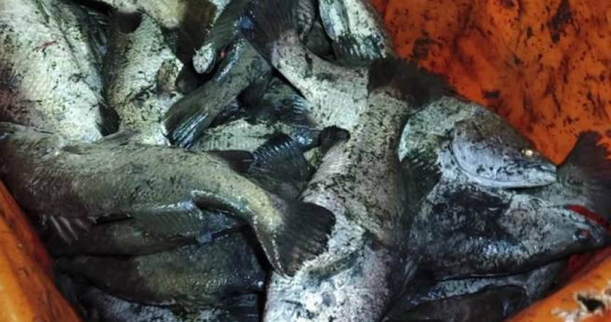 越南籍夫婦凌晨載魚出車禍，20萬元鱸魚全飛了。（圖／翻攝畫面）