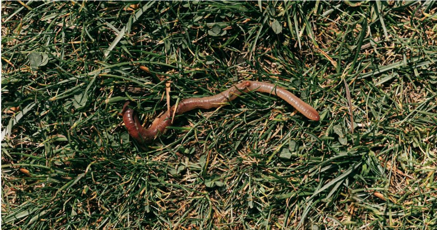 越南廣義省富美都市區人行道突然爬出成千上萬條蚯蚓。（示意圖／翻攝自pexels）