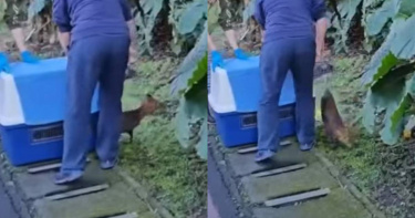 台北市動物園人員野放野生山羌。（圖／台北市立動物園提供）