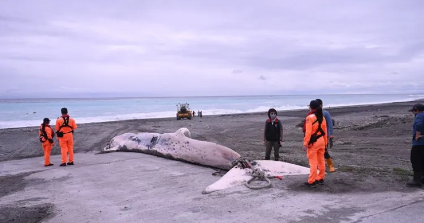 花蓮外海定置漁場4日發現一隻體長15.4公尺的鬚鯨死亡個體，初步研判可能為長須鯨或大村鯨，相關單位已拖帶上岸並安排解剖採樣。（圖／翻攝畫面）