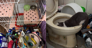 新竹縣動保所救出14隻受困貓咪，有貓咪渴到只能喝馬桶水解渴。（圖／翻攝自臉書／社團法人新竹縣流浪動物珍愛協會）
