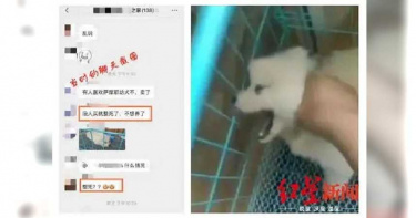 陸男掐薩摩耶幼犬脖子:不虐狗賣不掉 愛狗人士集資買下