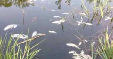 4男釣不到魚!16瓶農藥倒進河川…「22萬條魚」全翻肚