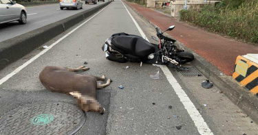 鹿死誰手?中彰快速道路3連撞 水鹿當場死亡騎士送醫