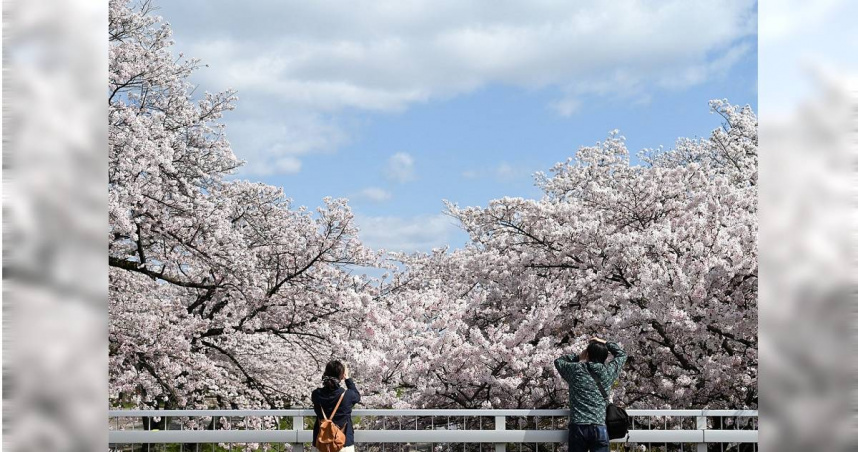 日本民間氣象公司（Weathernews）近日公布2025年第1次的「櫻開花預測」（示意圖／Pixabay）