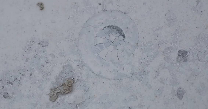 大陸遼寧大連一對母女在路上散步踢到凸起物，當地地質勘查專家鑑定距今達逾4億年。（圖／翻攝自微博）