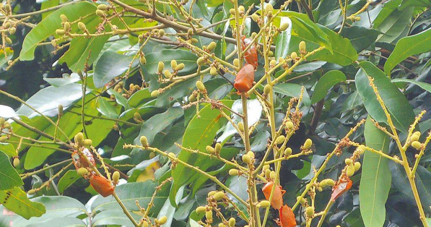 防治荔枝椿象繁殖，雲林地區化學農藥共同防治期為2月3日至3月14日。（圖／斗六市公所提供／中國時報周麗蘭雲林傳真）