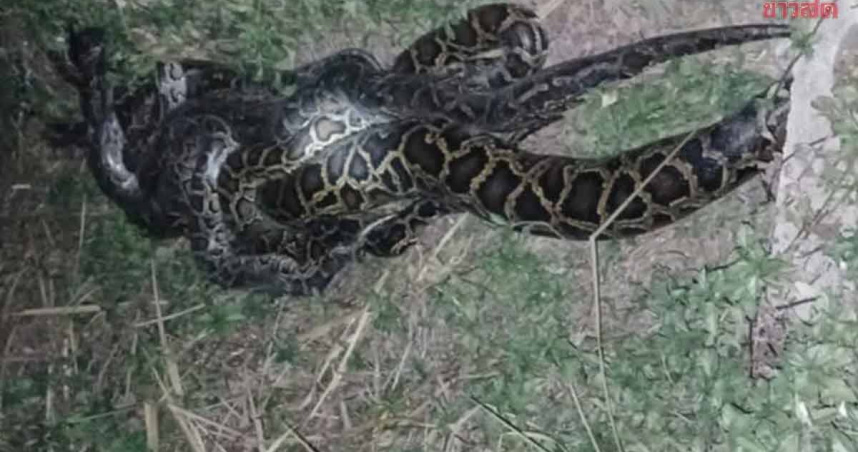 泰國村民發現有8條巨蟒纏繞在一起。（圖／翻攝自khaosod）