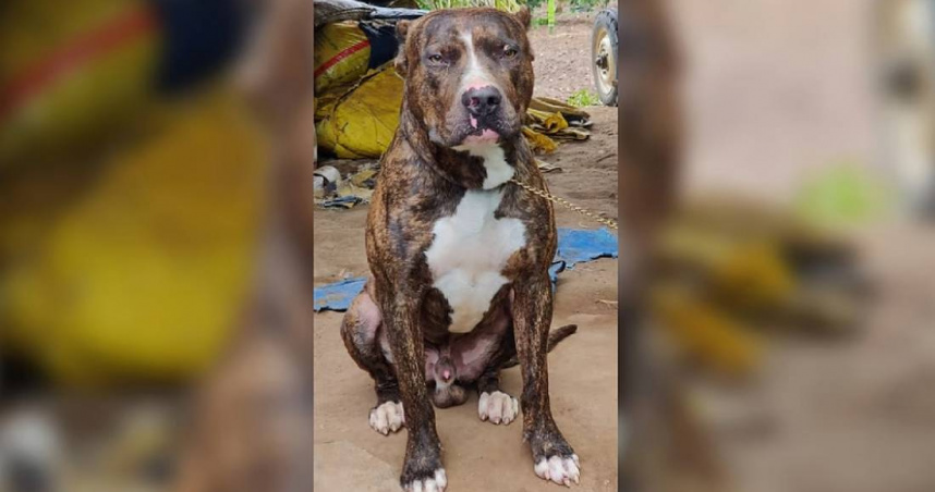 印度一戶人家飼養的鬥牛犬「Bheema」發現有眼鏡蛇逼近主人的孩子，牠為了護主與眼鏡蛇搏鬥15分鐘，最終同歸於盡。（圖／翻攝自《The New Indian Express》）