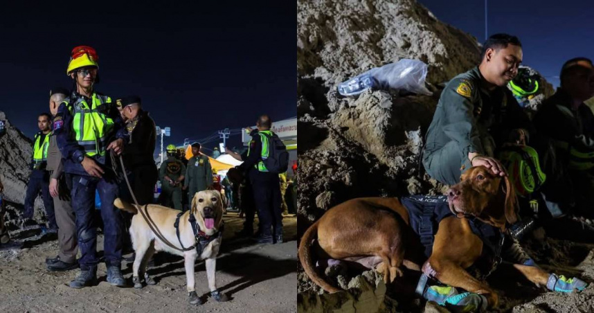 搜救犬穿上防護靴進行搜查任務。（圖／翻攝自X／THE STANDARD）