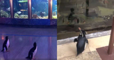 水族館為防疫全面休園!館內企鵝趴趴走參觀…萌歪一票網友