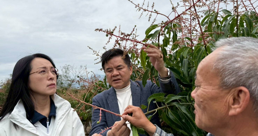 立委陳瑩與莊瑞雄與農業部及相關單位深入果園，勘查台東夏雪芒果未結果的農損災情。（圖／陳瑩辦公室提供）