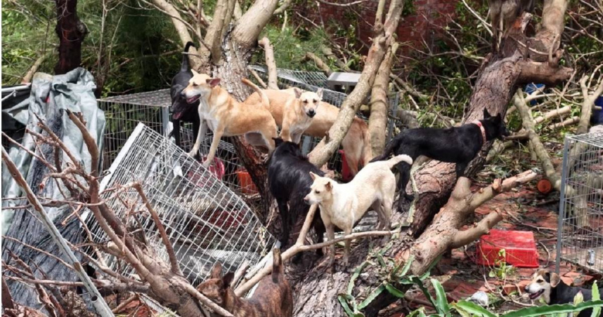 颱風「丹娜絲」重創台南，數千隻浪浪在水窪泥地中求生。（圖／台灣動物緊急救援小組提供）